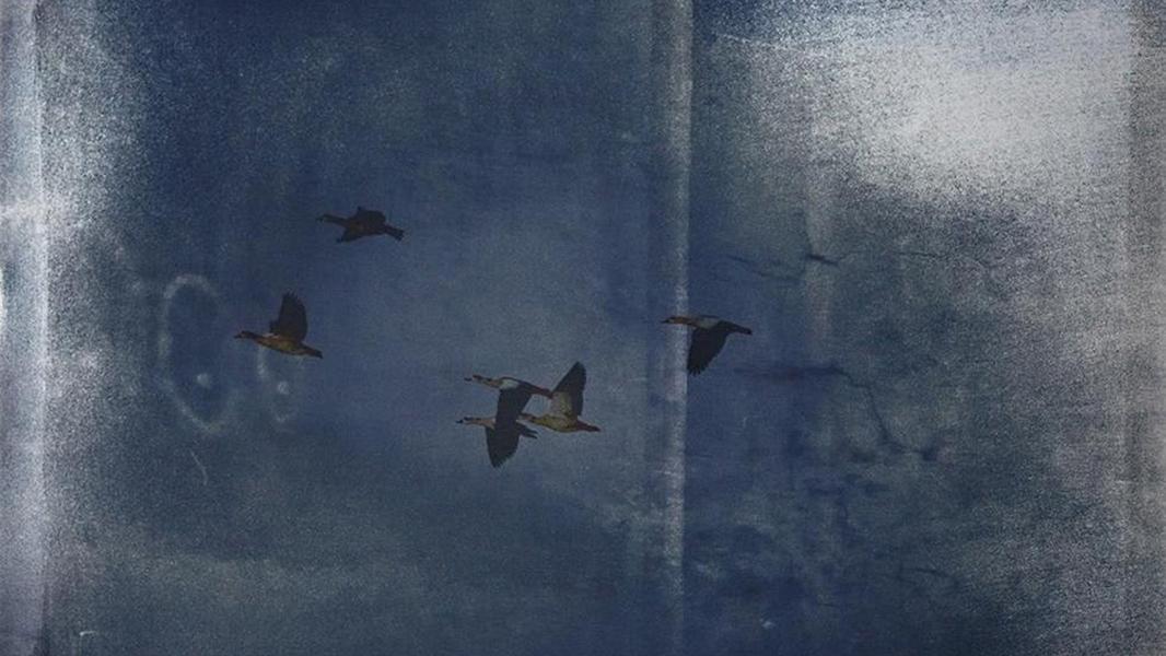 Wild Gooses<br><small>digitalprint on a cyanotype (Photo: Sylvia Sadtmüller)</small>